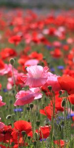 Nature,Domaine,Champ,Fleurs,Été,Coquelicots