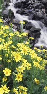 Nature,Flowers,Rivers,Stones,Mountain