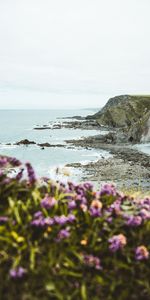 Naturaleza,Flores,Las Rocas,Rocas,Horizonte,Costa,Acantilado,Mar