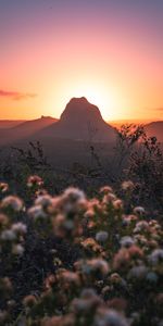 Nature,Flowers,Rocks,Vertex,Top,Sunset,Mountains