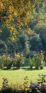 Fleurs,Briller,Bois,Arbre,Couronner,Couronne,Aboyer,Lumière,Écorce,Nature,Jardin