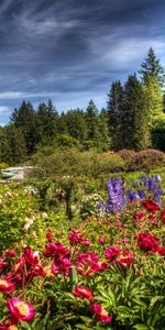 Nature,Flowers,Sky,Clouds,Lamp,Lantern,Garden,Brightly,Ease,Flora