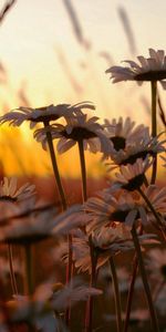 Naturaleza,Flores,Puesta Del Sol,Cielo,Camomila,Campo