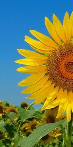 Fleurs,Domaine,Champ,Nature,Sky,Tournesols,Été