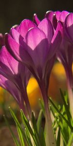 Nature,Flowers,Snowdrops,Shadow,Plant