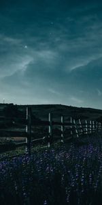 Nature,Flowers,Starry Sky,Fence,Night