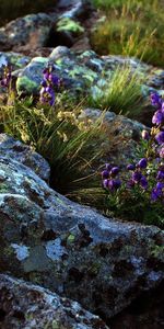 Herbe,Noyaux,Nature,Lilas,Fleurs,Une Vie,Vie,Pourpre