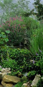 Flores,Agua,Stones,Verduras,Parque,Vegetación,Naturaleza,El Parque