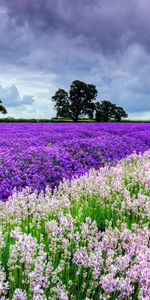 Nature,Flowers,Summer,Dahl,Field,Distance