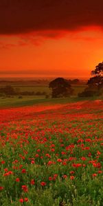 Nature,Sun,Fleurs,Automne