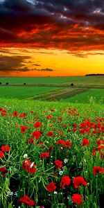 Nature,Flowers,Sunset,Landscape,Fields