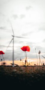 Naturaleza,Flores,Puesta Del Sol,Campo,Amapolas