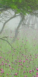 Nature,Flowers,Tree,Branches,Morning,Wood,Fog,Branch