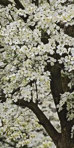 Nature,Flowers,Tree,Kentucky,Wood,Bloom,Flowering,Garden,Spring