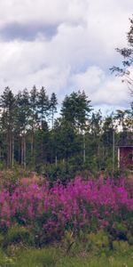 Arbres,Imeuble,Bâtiment,Nature,Fleurs,Forêt,Sky