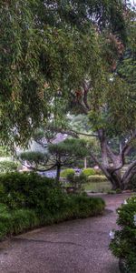 Nature,Flowers,Trees,Colors,Color,Bamboo,Track,Arboretum