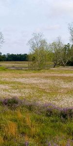 Nature,Flowers,Trees,Field,Meadow