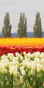 Nature,Flowers,Trees,Flowerbed,Flower Bed,Field,Tulips