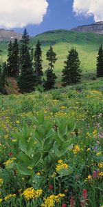 Nature,Flowers,Trees,Grass,Greens,Slopes,Colorado,Meadow