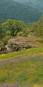 Naturaleza,Flores,Árboles,Hierba,Montañas,Verduras,Campo,Polyana,Claro