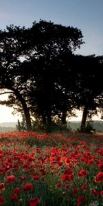 Fleurs,Arbres,Nature,Plantes,Les Champs,Paysage