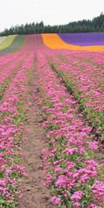 Naturaleza,Flores,Árboles,Cielo,Filas,Aterrizaje,Campo