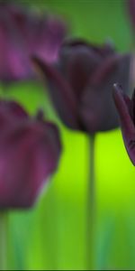 Nature,Flowers,Tulips,Blur,Smooth,Greens