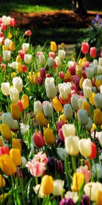 Nature,Flowers,Tulips,Flowerbed,Flower Bed