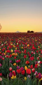 Nature,Flowers,Tulips,Horizon,Plantation