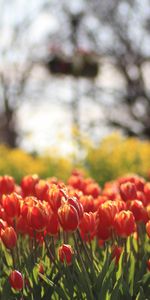 Naturaleza,Flores,Plantas,Los Campos,Paisaje,Tulipanes