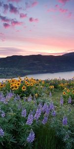 Naturaleza,Flores,Agua,Cielo,Montañas,Polyana,Claro,Altramuces,Girasoles