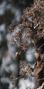 Planter,Plante,Macro,Fleurs,Web,Nature