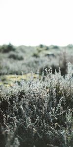 Plante,Planter,Nature,Sauvage,Fleurs