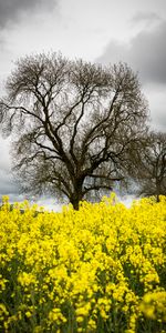 Nature,Flowers,Wood,Tree,Spring