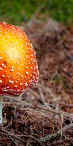 Amanite Mouche,Amanite Tue Mouches,Nature,Feuillage,Champignon,Automne