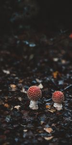 Amanite Mouche,Bennes À Mouches,Lisse,Feuillage,Forêt,Flou,Nature,Champignons,Automne