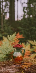 Nature,Framboise,Cruche,Baies,Nourriture,Automne