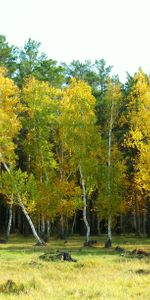 Nature,Arykbalyk,Arykbalik |,Forêt,Paysage,Automne