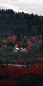 Nature,Forest,Autumn,House