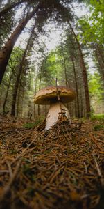 Nature,Forest,Branch,White Mushroom,Mushroom