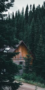 Nature,Forest,Branches,Spruce,Fir,Hut,House