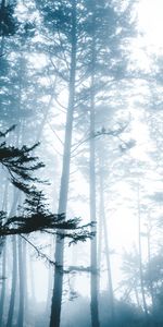 Nature,Forest,Branches,Trees,Fog