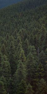 Nature,Forest,Elevation,Whistler,Canada