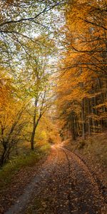 Nature,Forest,Fallen Leaves,Road,Autumn