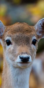 Nature,Forêt,Animaux,Faon