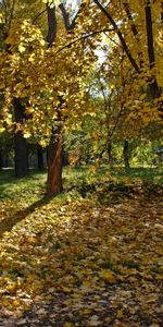 Chute Des Feuilles,Dnipropetrovsk,Dnepropetrovsk,Forêt,Tomber,Ombres,Nature,Ukraine,Ombre,Fille