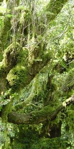 Nature,Forest,Moss,Thicket,Thickets,Branches