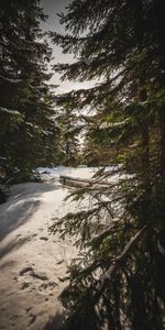 Nature,Forest,Spruce,Fir,Sunlight,Sun Rays,Snow