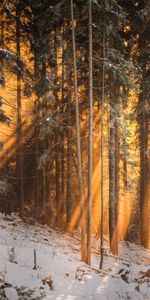 Invierno,Luz De Sol,Luz Del Sol,Bosque,Árboles,Naturaleza