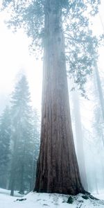 Bois,Forêt,Arbre,Brouillard,Séquoia,Sequoia,Nature,Hiver